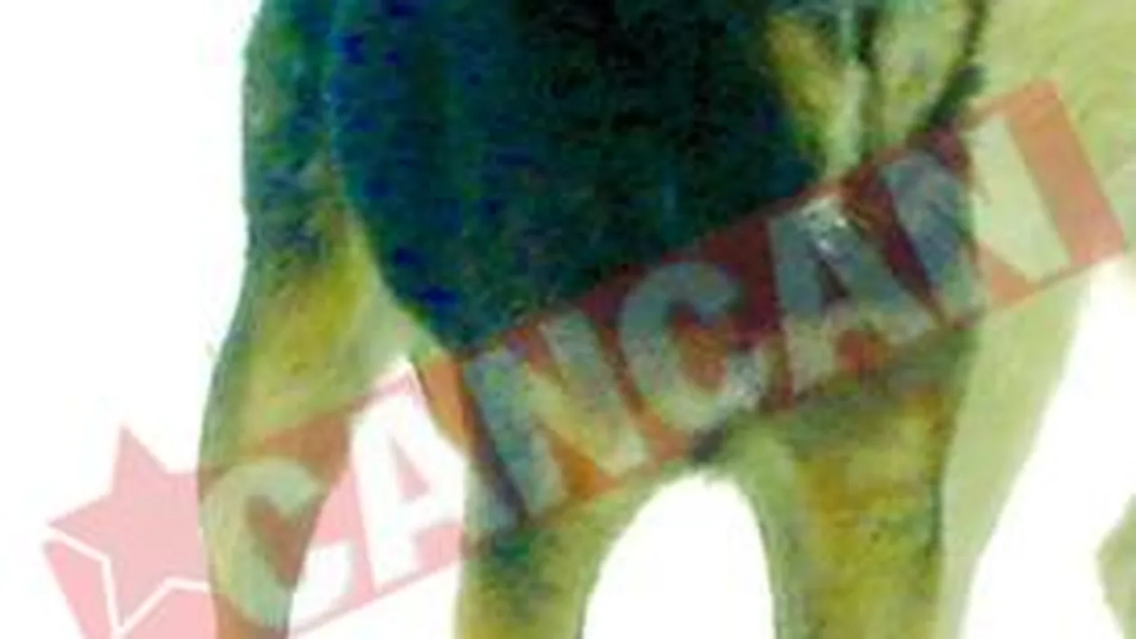 Denisa, Cico si Pansela, trei patrupede veterane