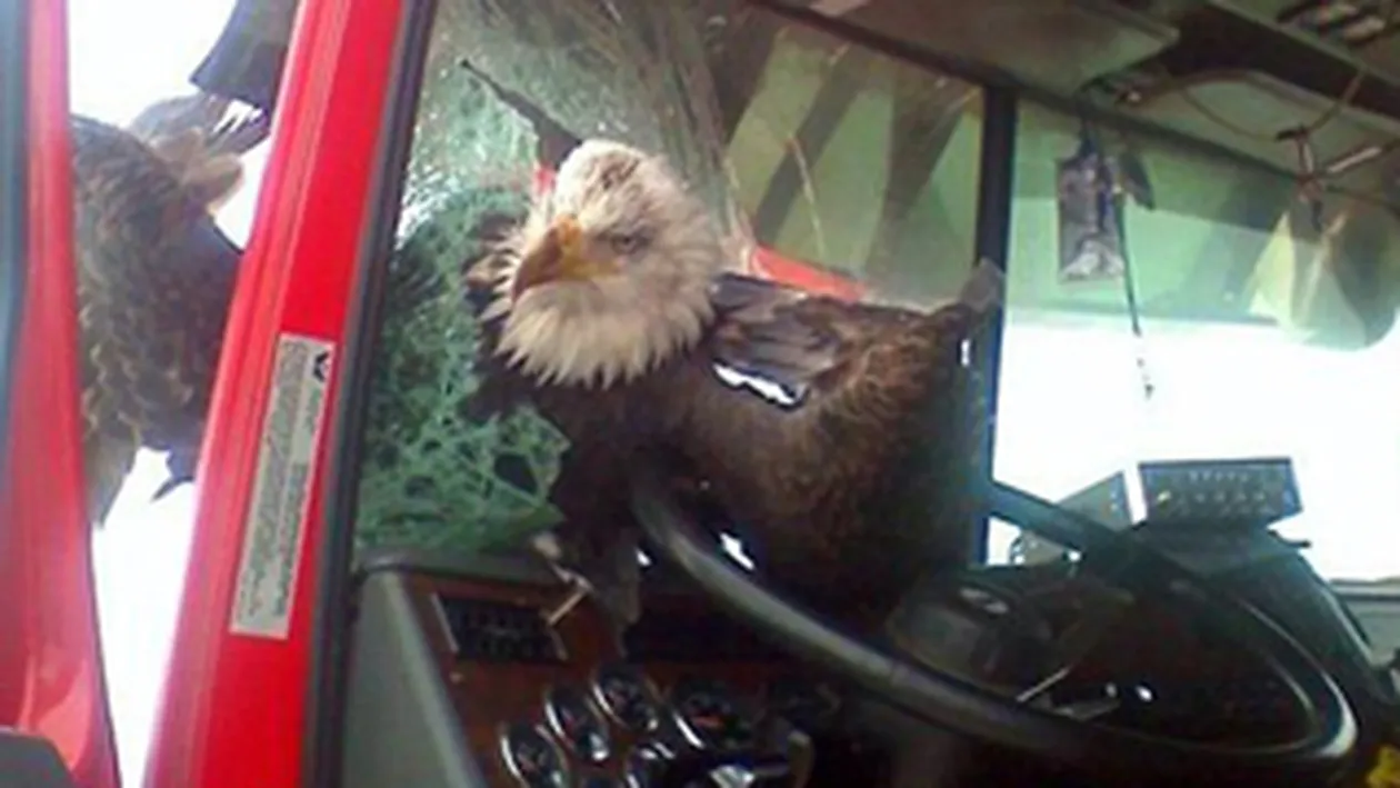 Vulturul a aterizat...pe parbriz