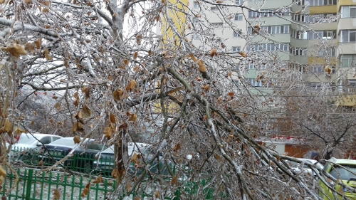 Prima victimă, după noaptea de groază din Capitală! Un bărbat, strivit de un copac în Sectorul 6