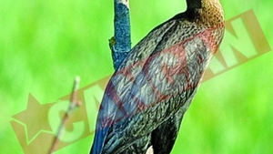 UE finanteaza rata rosie si cormoranul mic