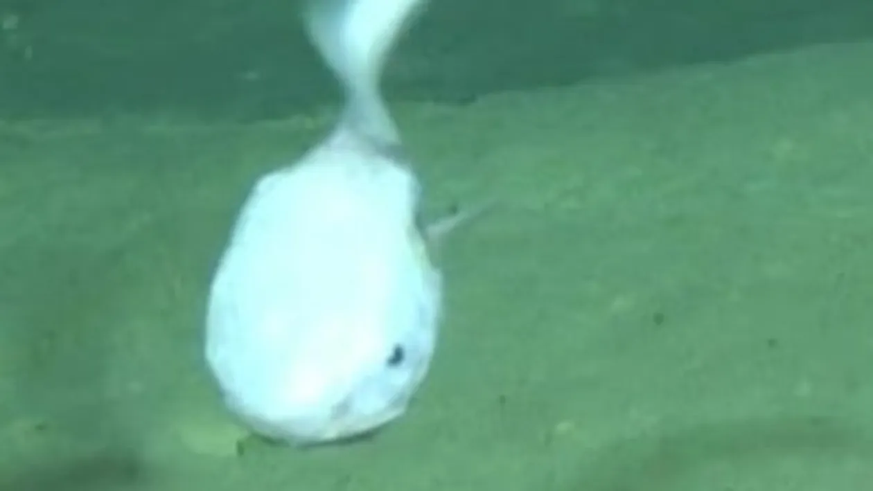 Arată ca un extraterestru, dar trăieşte pe fundul mărilor. Vezi cum se numeşte cel mai ciudat peşte studiat de curând!