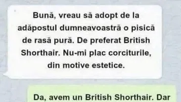 BANC | Vreau să adopt de la adăpostul dumneavoastră o pisică de rasă pură