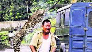 Un leopard a bagat groaza in localnici