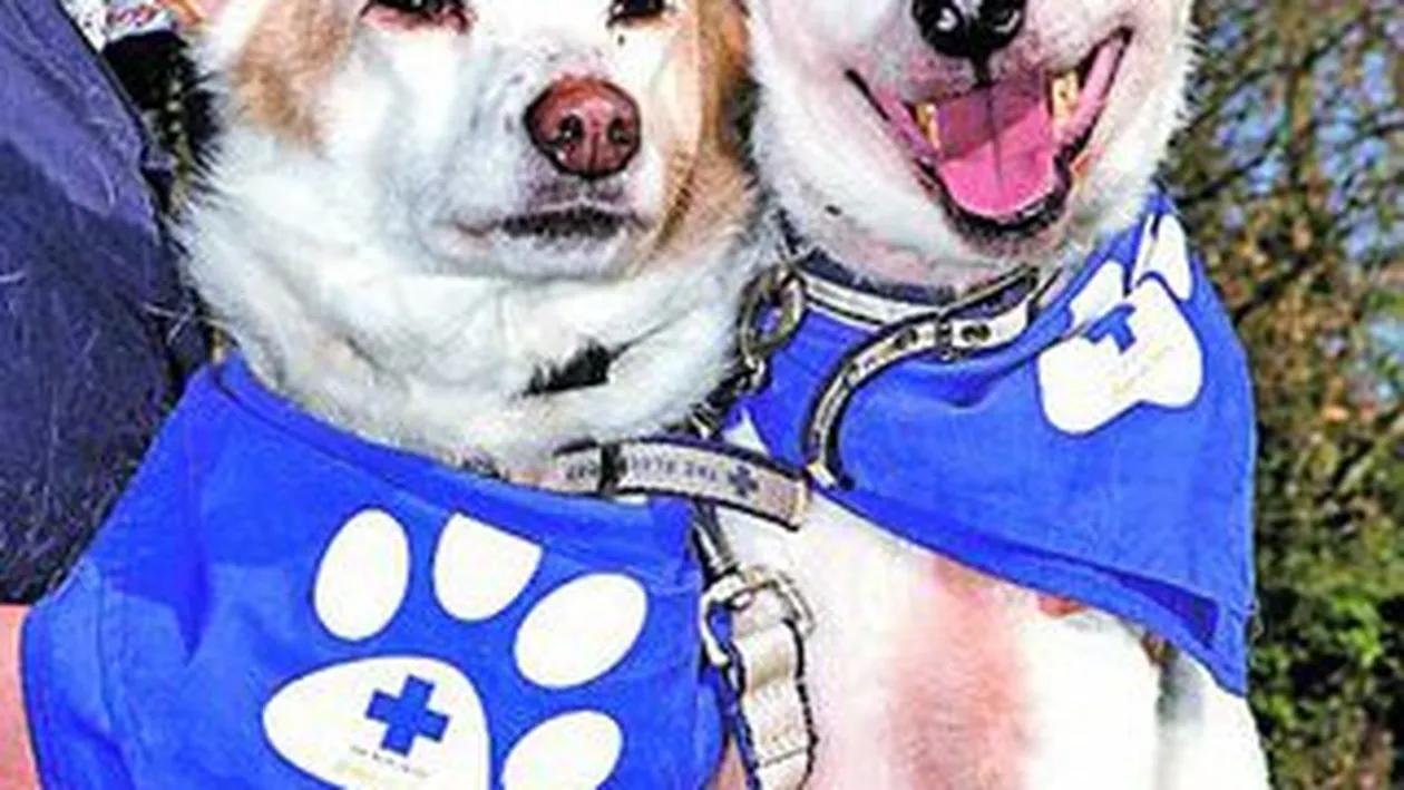 O catelusa, ghid pentru un prieten orb