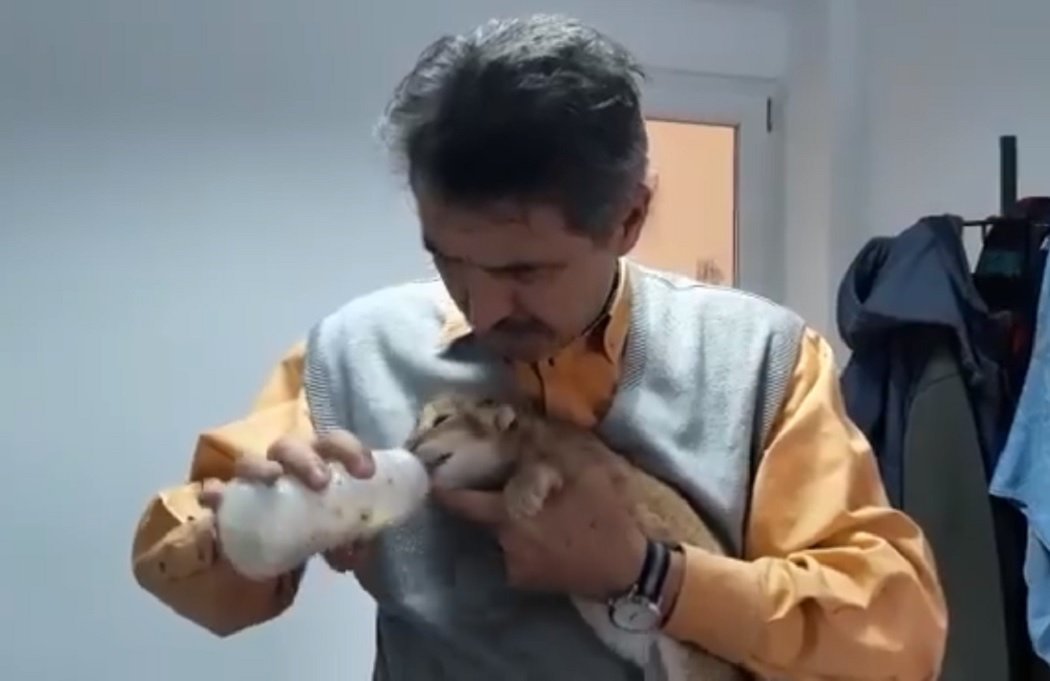 Angajaţii Grădinii Zoologice din Craiova hrănesc puiul de leu din două în două ore