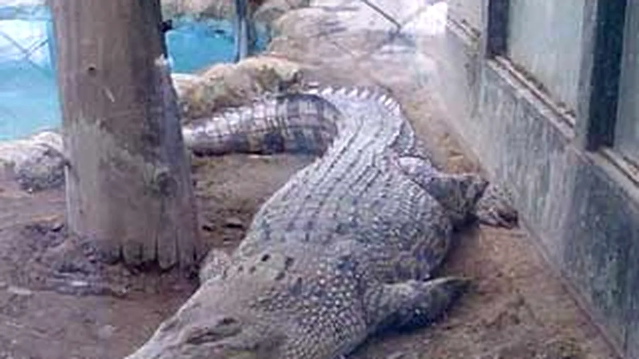 Inundatii masive in Thailanda! Locuitorii fostei capitale a statului sunt terorizati de crocodilii care umbla prin oras!