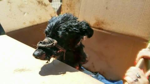 FOTO! Un căţel a fost salvat de medicii veterinari, după ce a fost găsit într-o groapă cu smoală