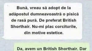 BANC | "Vreau să adopt de la adăpostul dumneavoastră o pisică de rasă pură"