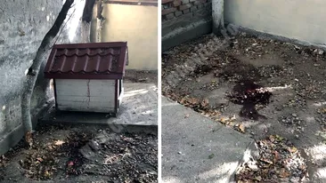 Un bărbat din Dâmbovița a murit, după ce a vrut să taie cu flexul un copac. S-a cerut să i se facă autopsia