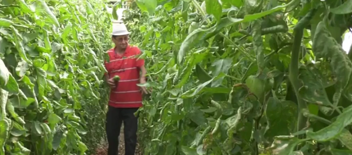 Un profesor din Bihor a dat lovitura cu o afacere rară în România. Ce cultivă acesta într-o seră specială