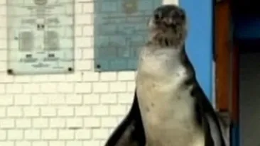 VIDEO Politistii din Lima s-au pomenit cu un pinguin in curtea sectiei
