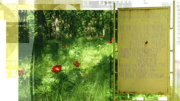 Pandemia are și efecte benefice. Cum au fost salvați bujorii de 12.000 de lei bucata din Dolj