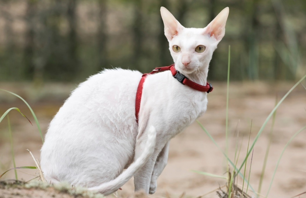 Rasa Cornish Rex