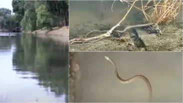 Panică în Timișoara. A fost surprinsă o invazie de șerpi pe malul râului Bega