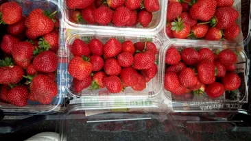 Locul care le oferă șansa oamenilor să își culeagă singuri căpșunile