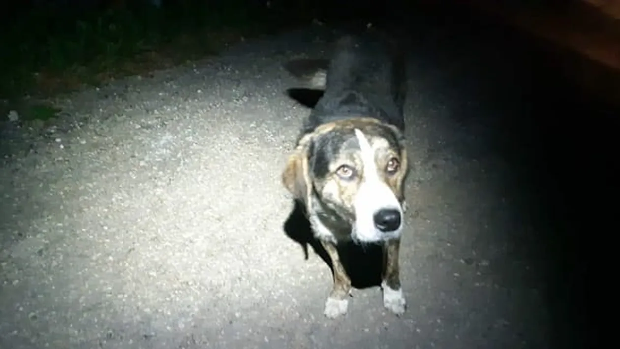 Câinele maidanez care a salvat un biciclist pe Platoul Semenic a fost adoptat!