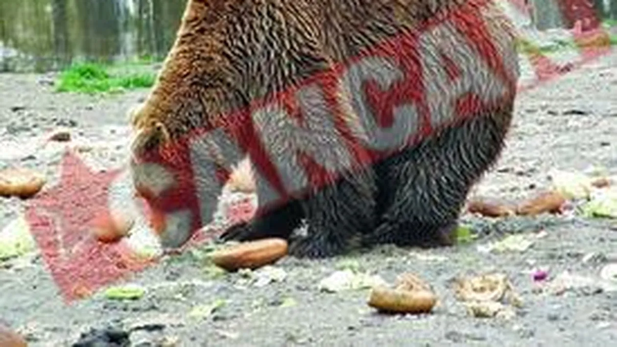 Carciuma in pragul falimentului, dupa plecarea lui Cocolino