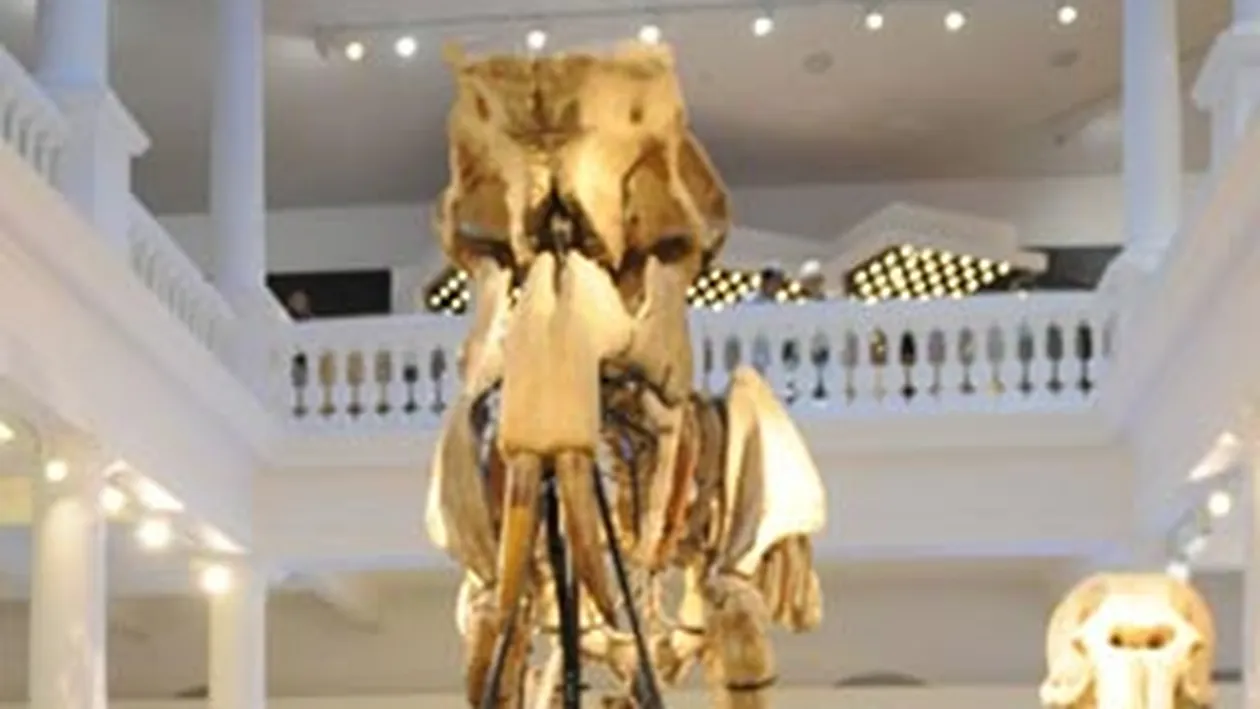 Peste 20 de copii au dormit langa scheletul Deinotherium gigantissimum de la Antipa. Vezi de ce