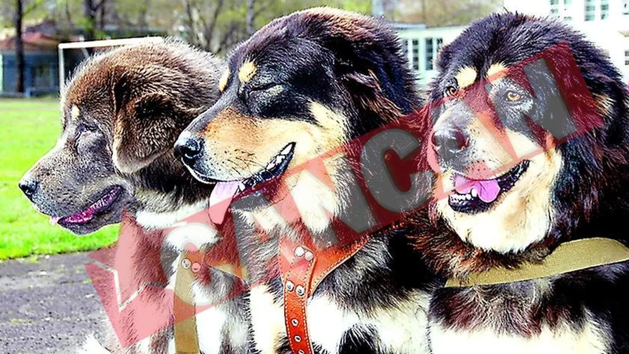 Cei mai scumpi caini din lume