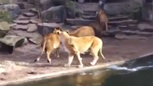 VIDEO Scena care ar frânge sufletul oricărui copil! Ce au văzut vizitatorii de la o Grădină Zoo, in cuşca unor lei