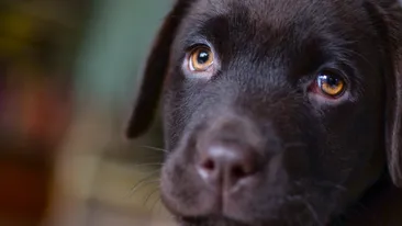 Incredibil. Meghan Markle și prințul Harry au adoptat un labrador pe care l-au numit P%$a. Povestea din spatele alegerii