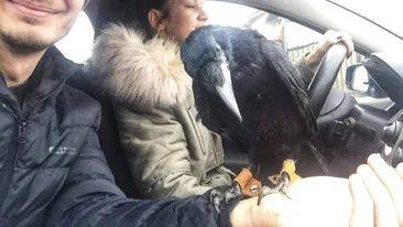 Celebra cioară Cronco a dispărut! Proprietarii o caută disperați și oferă recompensă persoanei care o va găsi