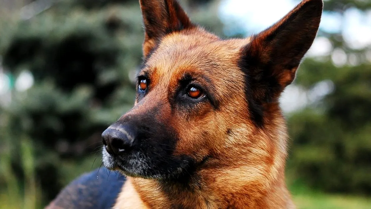A murit primul câine depistat pozitiv cu COVID-19 în SUA. Buddy avea șapte ani și era bolnav din aprilie