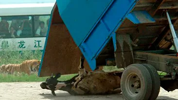 Un vitel este sfasiat de tigri la o gradina zoologica din China