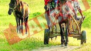 Sebesenii, obligati sa-si inmatriculeze carutele