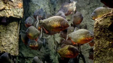Semnal de alarmă! Pești Piranha au fost găsiți într-un râu din România