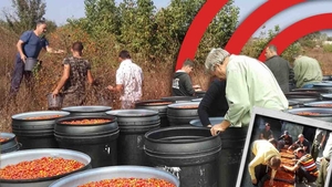 Povestea măceșelor care salvează pădurile din Oltenia