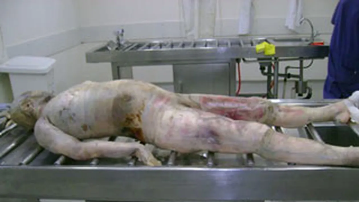 Avocata omorata de sotul ei si data hrana la pesti