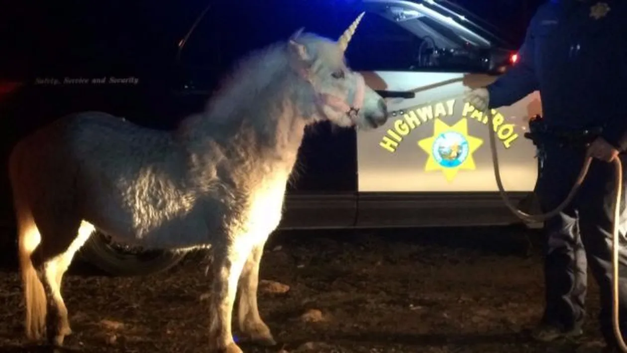 Un unicorn a mobilizat o întreagă echipă de poliţie. Vezi cum a decurs misiunea de 4 ore de urmărire a animalului mitologic!