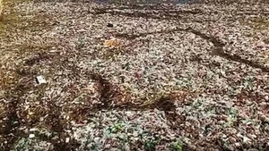 Poluare masivă pe Olt: o „insulă” de pet-uri în mijlocul râului, de mai bine de o lună