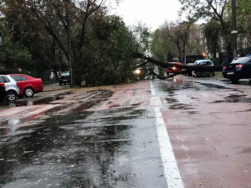 COD GALBEN în Capitală. Un copac a căzut peste o maşină de taxi, iar şoferul a fost dus la spital!