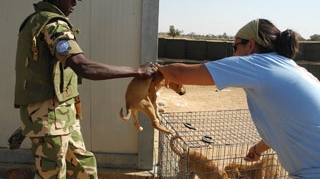 Veterinarii romani au tratat cainii fara stapan din Sudan. "Tanc in fata, tanc in spate! Asa mergeam sa-i prindem!"