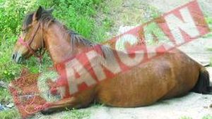 Au lasat sa moara iapa Gigica