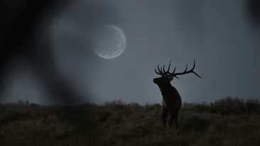 Ce este Luna Plină a Cerbului în 2026, când are loc și cum afectează fiecare zodie