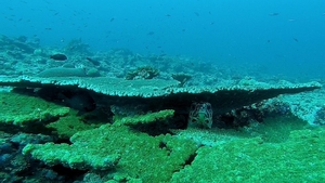 O creatură marină a devenit virală! Cum arată „îngerul de mare”