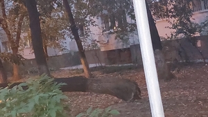 Se întâmplă din nou! Un copac s-a prăbuşit peste maşini într-o parcare din Sectorul 3