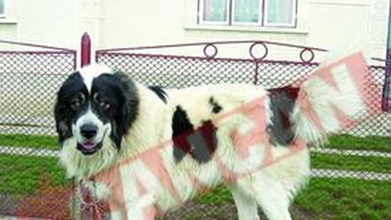 Ciobanescul de Bucovina, recunoscut international