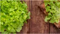 Cum faci să păstrezi frunzele de salată crocante. Trucul genial care le menține proaspete chiar și trei săptămâni