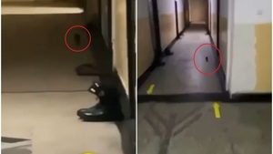 Condițiile inumane în care ar sta studenții de la Academia de Poliție. Ce au publicat sindicaliștii Europol: „De veghe cu șobolanii”