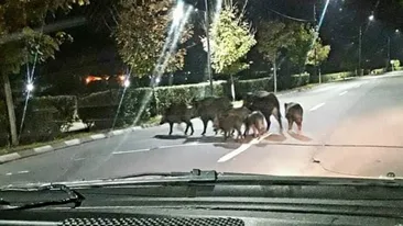 O turmă de porci mistreţi se plimbă pe străzile din Râmnicu Vâlcea