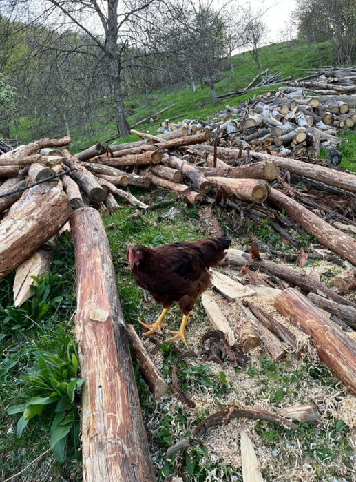 Și-au găsit fericirea după ce au părăsit Bucureștiul și s-au mutat în vârful unui deal din Maramureș. Povestea unei familii cu 4 copii care s-a regăsit într-un loc parcă atins de Dumnezeu