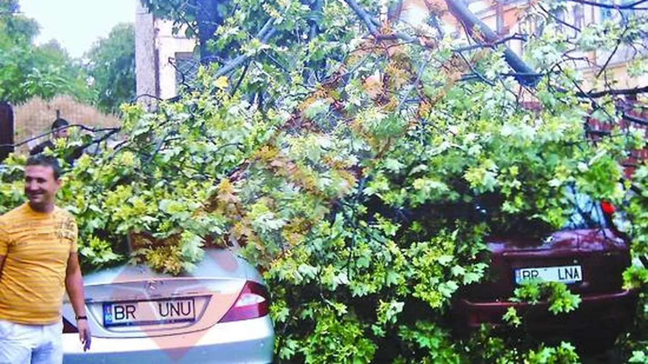 Copac prabusit peste masinile unui deputat si a unui viceprimar