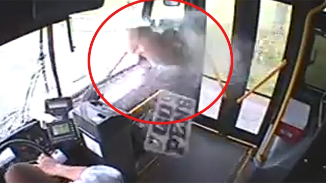 Imagini nerecomandate iubitorilor de animale! Cum a ajuns o caprioara lovita de autobuz sa faca sarituri incredibile pe scaune