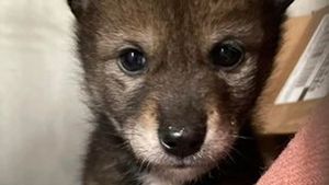 O femeie a văzut acest "cățel" abandonat pe marginea drumului și l-a luat acasă. După câteva luni, și-a dat seama ce animal adoptase, de fapt