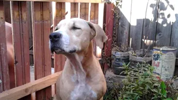 Esti iubitor de animale? Citeste aici o poveste emotionanta