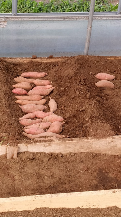 Institutul din Dăbuleni a dat lovitura cu cartofii dulci